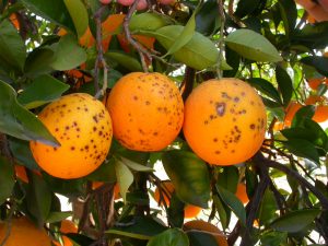 Naranjas afectadas por la enfermedad de la mancha negra. Imagen: IVIA