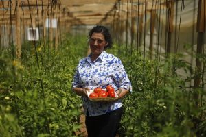 Lanzamiento de la temporada del tomate "Limachino". MINAGR Chile