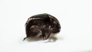 Hive beetle.