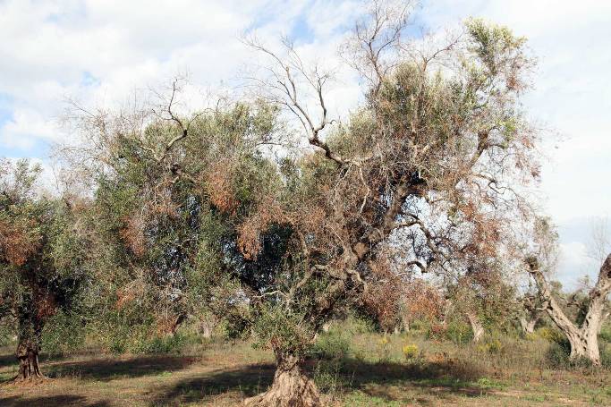 Olivo afectado por Xylella Fastidiosa.