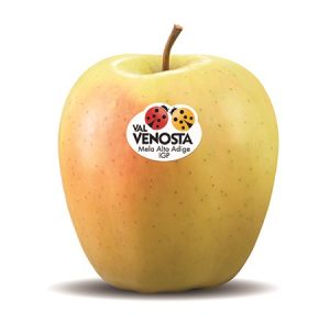 Apple of the Golden variety.