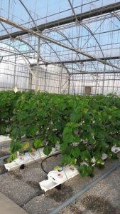 Sistema de cultivo de pepino con reutilización de la solución nutritiva.