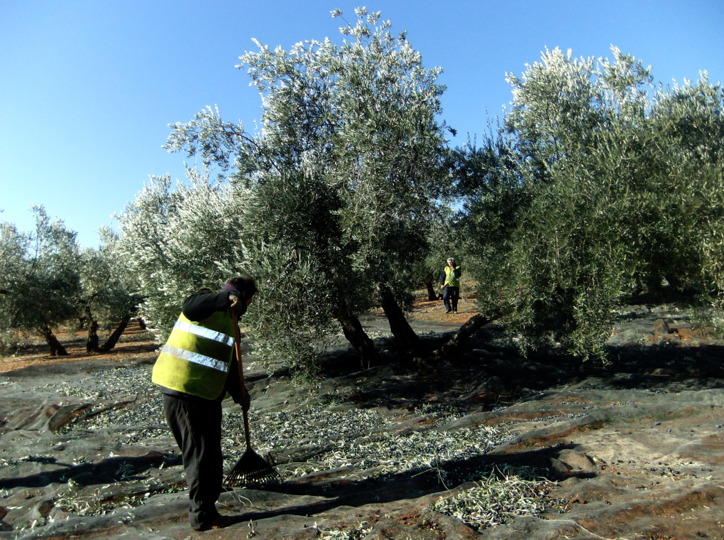 Cooperativas Agroalimentarias De Granada La Falta De Lluvia Augura Un