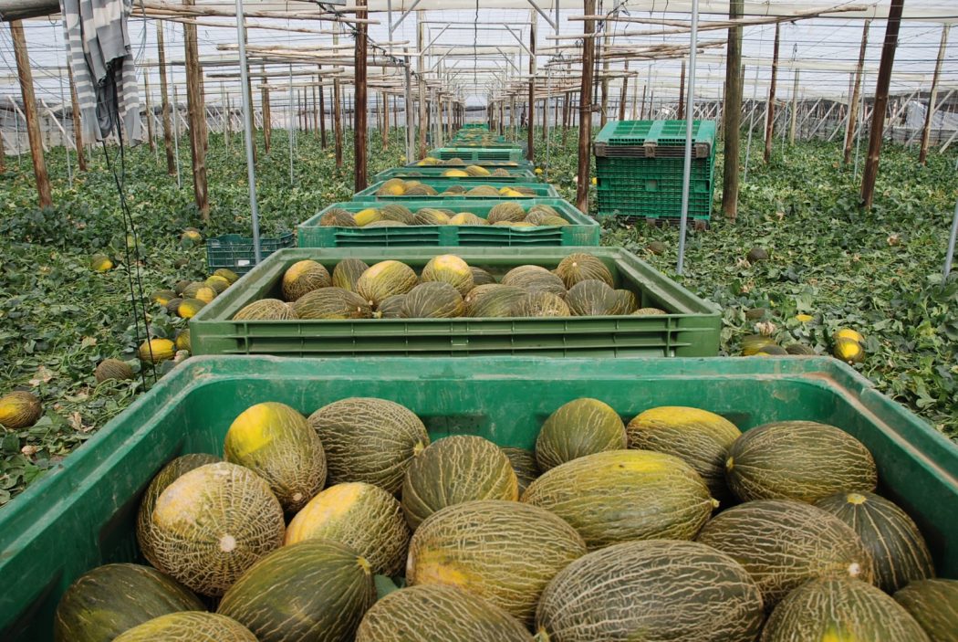 Grupo Agroponiente Espera Una Buena Campa A De Primavera Ecomercio