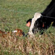 Imagen de una vaca en un pasto. Imagen: BelindaCol / FreeImages
