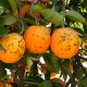 Naranjas afectadas por la enfermedad de la mancha negra. Imagen: IVIA