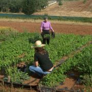 Mujeres trabajando en el campo. Imagen: Ministerio de Agricultura de España.