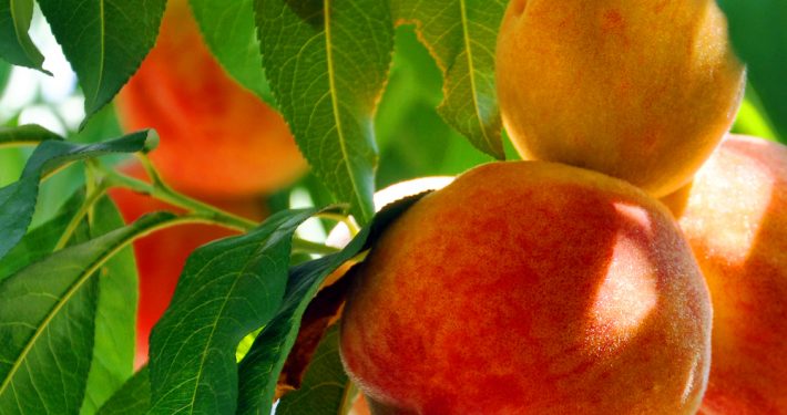 fruta de hueso