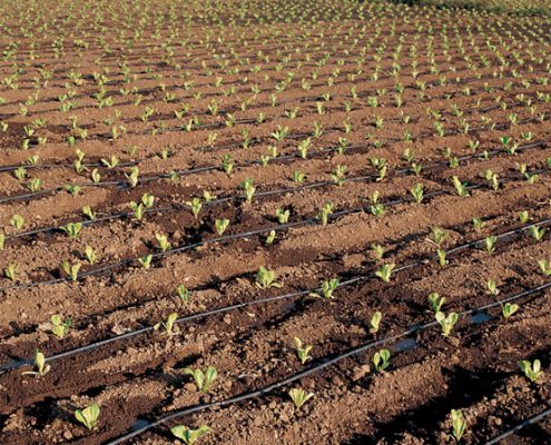 Riego por goteo en hortícolas · Regaber