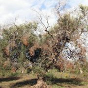 Xylella Fastidiosa.