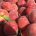 El 8% de la cosecha de fruta de hueso se ve afectada por la ultima granizada en Cataluña