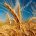 The Spanish harvest of cereal will rise 45% in 2018, according to the cooperatives