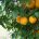 La UE intercepta los primeros envíos de naranjas y mandarinas sudafricanas