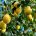 ASAJA Murcia sitúa en un 30% la reducción de cosecha en limón verna y un 20% en fino