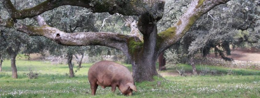 sector porcino de España
