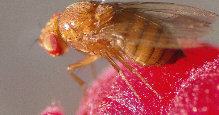 ‘Drosophila suzukii’