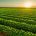 Agri-food supply chain “societally-critical”
