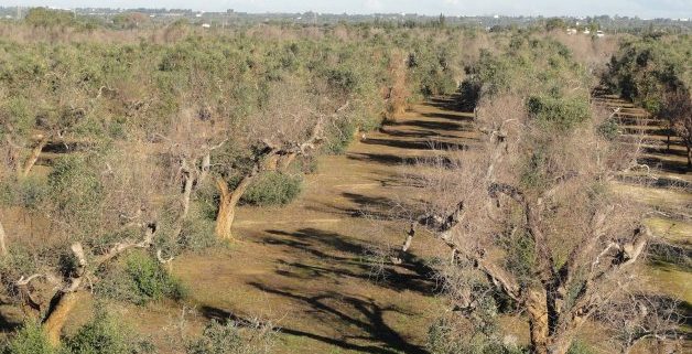 Xylella