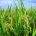 Loyant®, a new herbicide against rice weeds