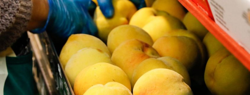 exportación de frutas y hortalizas