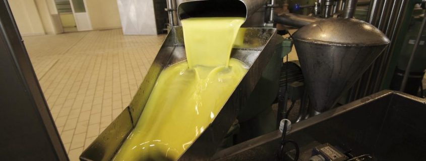 producción de aceite de oliva