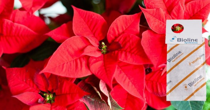 poinsettias