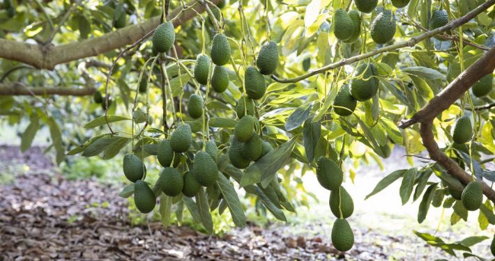 superficie de frutas y hortalizas