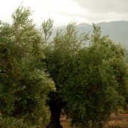 olivar ecológico