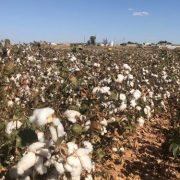 sector del algodón