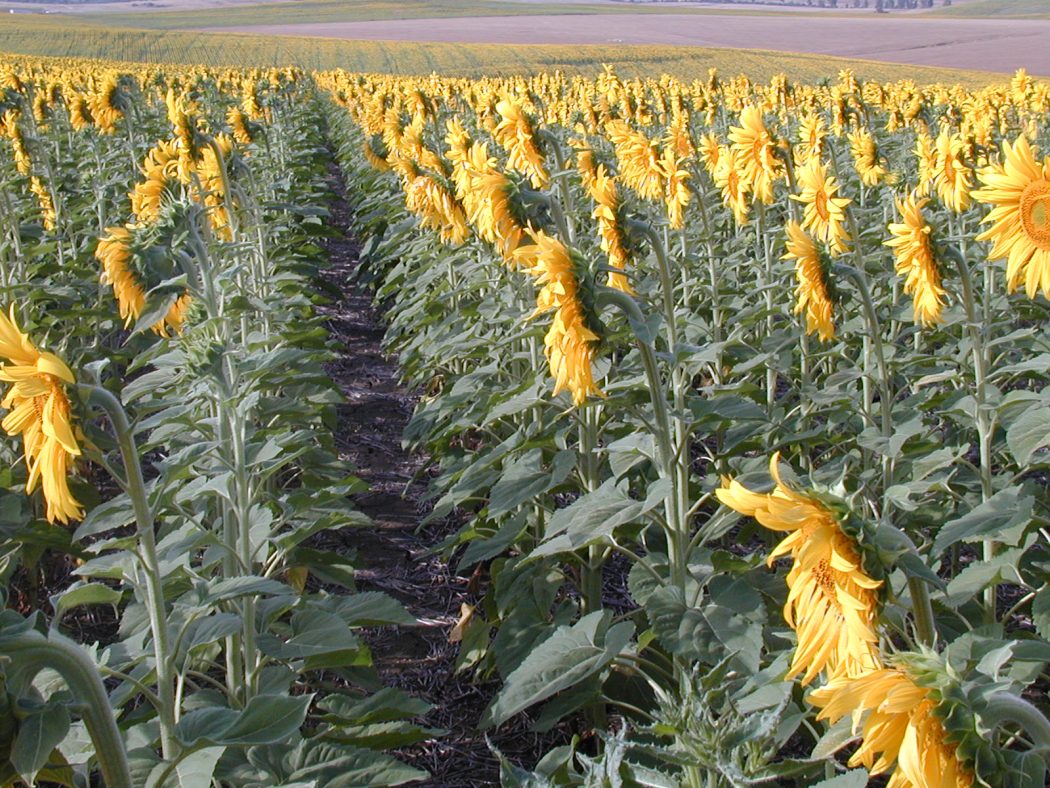 Imposible sembrar girasol en Córdoba por la falta de agua - eComercio  Agrario