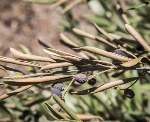 Xylella fastidiosa