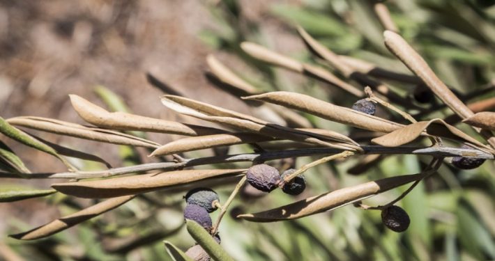 Xylella fastidiosa