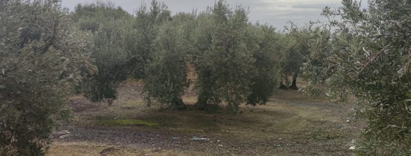 el sector del olivar