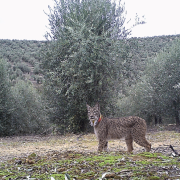 lince ibérico