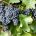Homologados los contratos de compraventa de uva y vino hasta 2027