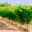 La importancia de los microelementos en el viñedo