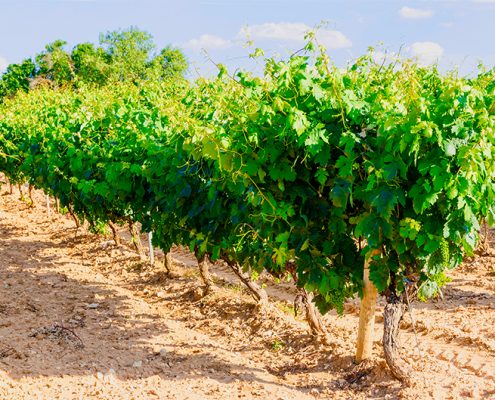 los microelementos en el viñedo