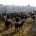 Fecoam reclama en Murcia medidas urgentes para la ganadería