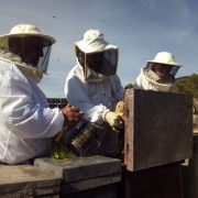 cosecha de miel