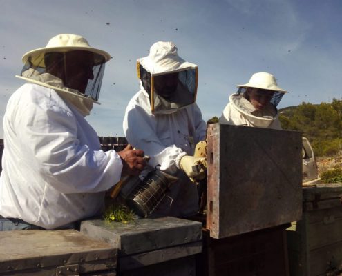 cosecha de miel