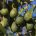 Westfalia Fruit celebrates access of South African avocados to Chinese market
