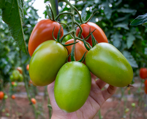 tomate pera Obelix