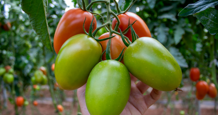 tomate pera Obelix