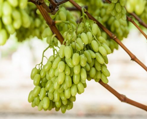 exportaciones de uvas de mesa de Chile