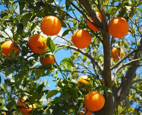 naranja de Egipto