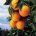 Citrus sector information exchange in the World Citrus Organisation