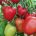 MaGneto, un tomate pera G y homogéneo de Fitó