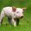 INTERPORC: "El porcino apuesta por la sostenibilidad"