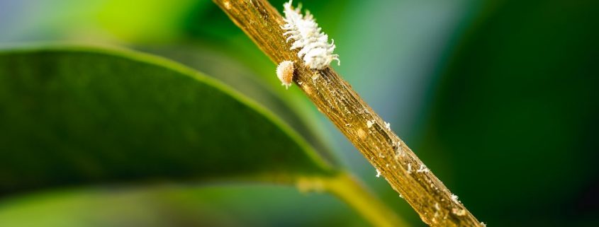 control biológico en cítricos