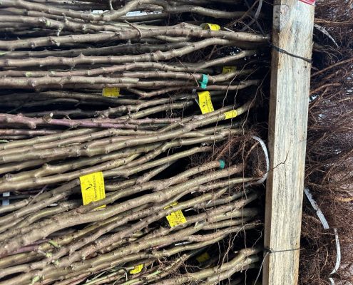 bare root plants